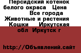 Персидский котенок белого окраса › Цена ­ 35 000 - Все города Животные и растения » Кошки   . Иркутская обл.,Иркутск г.